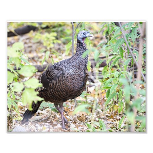 Wild Turkije Fotografie Print Foto Afdruk (Voorkant)