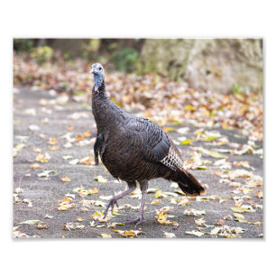 Wild Turkije in de Vroege Kleuren van de Herfst Foto Afdruk
