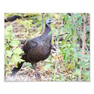 Wild Turkije in het Hout Foto Afdruk