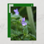 Wild Violet 1 Briefkaart (Voorkant / Achterkant)