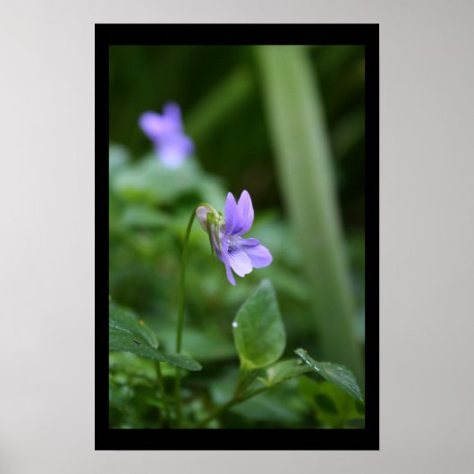 Wild Violets Floral photo Poster (Devant)