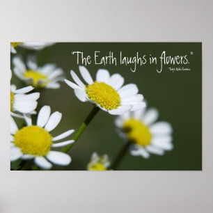 Wild White Daisies Poster