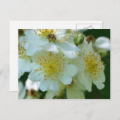 Wild White Rambling Rozen Flowers Briefkaart (Voorkant / Achterkant)