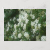 Wild White Rambling Rozen Flowers Briefkaart (Voorkant)