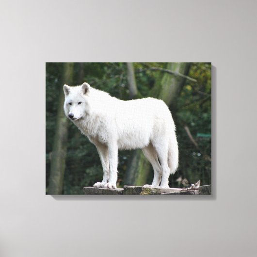 Wild White Wolf Canvas Afdruk (Voorkant)