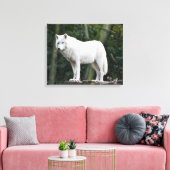 Wild White Wolf Canvas Afdruk (Insitu (Woonkamer))
