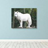 Wild White Wolf Canvas Afdruk (Insitu (Houten vloer))