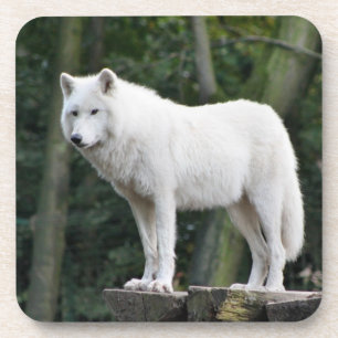Wild White Wolf Onderzetter