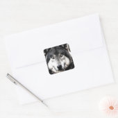 Wild Wolf Artwork Square Sticker (Envelop)