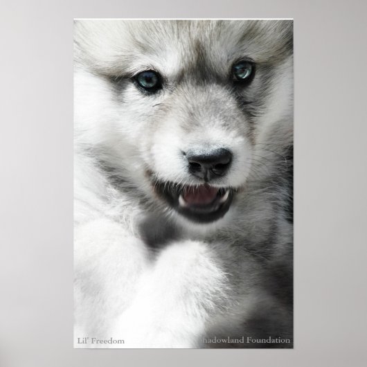 Wild Wolf Cub Poster (Voorkant)