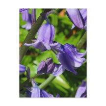 Wild Woodlands Bluebell Flowers Briefkaart