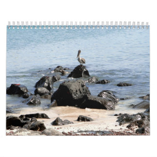 wild world of the Galapagos Kalender