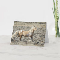 Wild Wyoming Hengst, Koda op een lege Kaart