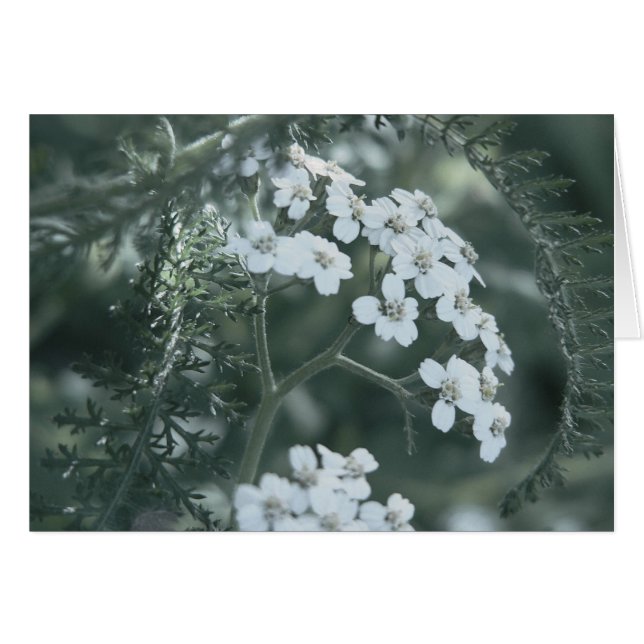 Wild Yarrow Card (Voorkant Horizontaal)