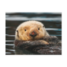 Wild Zee Otter Portret Briefkaart