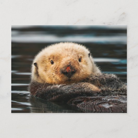 Wild Zee Otter Portret Briefkaart (Voorkant)