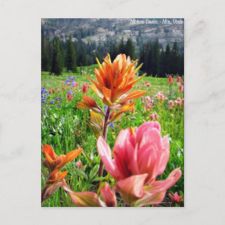 Wildbloemen (6) briefkaart