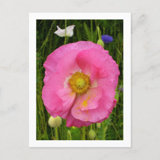 Wildbloemen Briefkaart