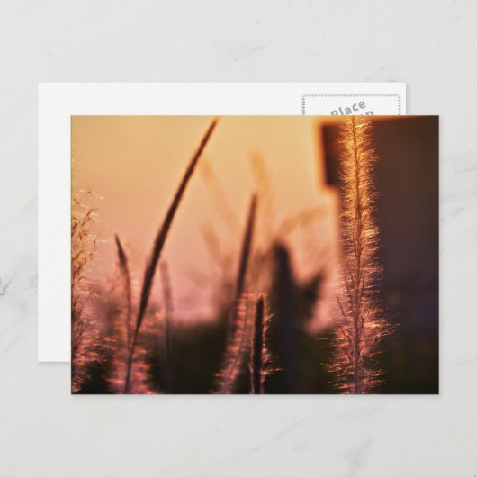 Wildbloemen - briefkaarten (Voorkant / Achterkant)