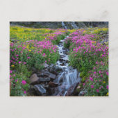 Wildbloemen, Clements Mountain, Montana Briefkaart (Voorkant)