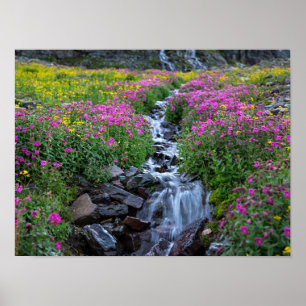 Wildbloemen, Clements Mountain, Montana Poster