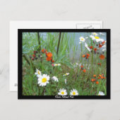 Wildbloemen op Glacier Briefkaart (Voorkant / Achterkant)