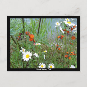 Wildbloemen op Glacier Briefkaart