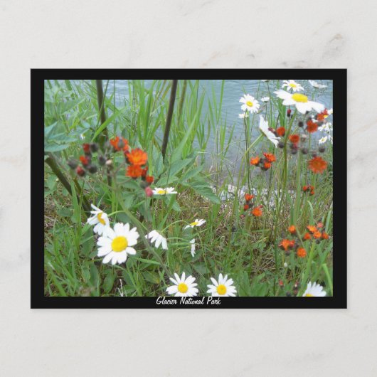 Wildbloemen op Glacier Briefkaart (Voorkant)
