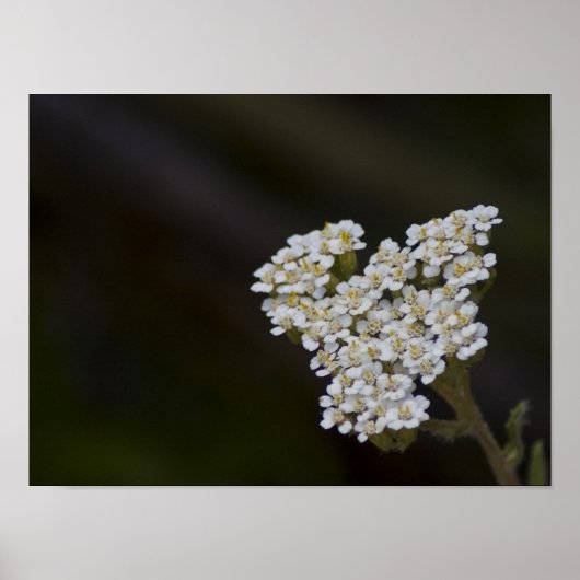 WIldbloemen Poster (Voorkant)