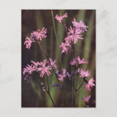 Wildbloemen: Ragged Robin Briefkaart (Voorkant)