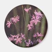 Wildbloemen: Ragged Robin Magneet (Voorkant)