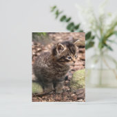 Wildcat Kitten Briefkaart (Staand voorkant)