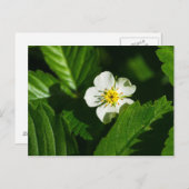 Wilde aardbeienventilator briefkaart (Voorkant / Achterkant)