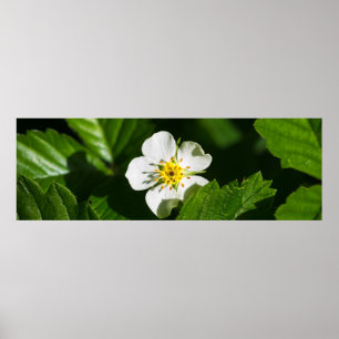 Wilde aardbeienventilator poster