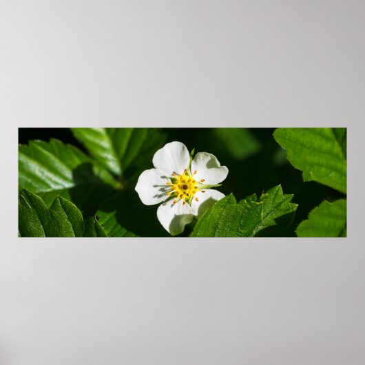 Wilde aardbeienventilator poster (Voorkant)