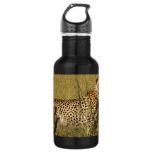 Wilde Afrikaanse Cheetah in Savannah Grasses