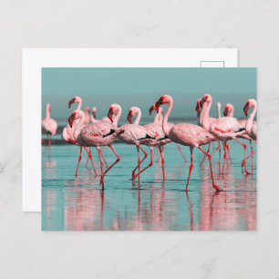 Wilde Afrikaanse flamingo's Briefkaart