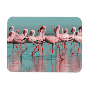 Wilde Afrikaanse flamingo's Magneet