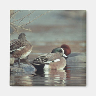 wilde Amerikaanse wigeon eend magneet