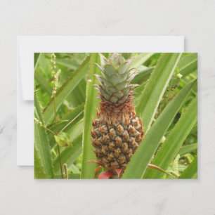 Wilde Ananas Tropisch Fruit in de Natuur