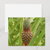 Wilde Ananas Tropisch Fruit in de Natuur (Voorkant / Achterkant)