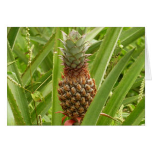 Wilde ananas tropische vruchten in Natuur
