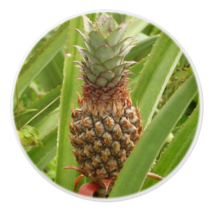 Wilde ananas tropische vruchten in Natuur Keramische Knop