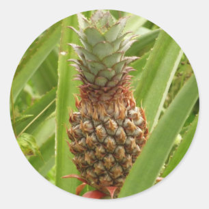 Wilde ananas tropische vruchten in Natuur Ronde Sticker
