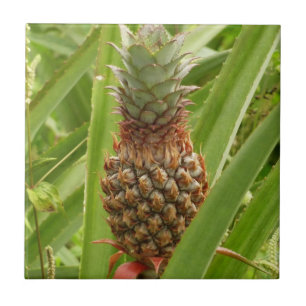 Wilde ananas tropische vruchten in Natuur Tegeltje