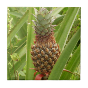 Wilde ananas tropische vruchten in Natuur Tegeltje