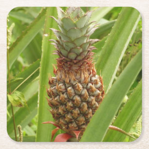Wilde ananas tropische vruchten in Natuur Vierkante Kartonnen Onderzetter
