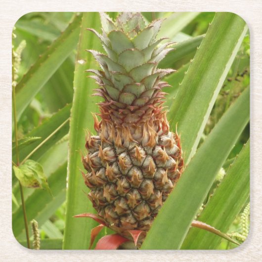 Wilde ananas tropische vruchten in Natuur Vierkante Kartonnen Onderzetter (Voorkant)