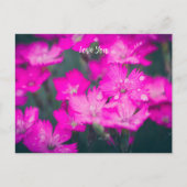 Wilde anjers feestdagenkaart (Voorkant)