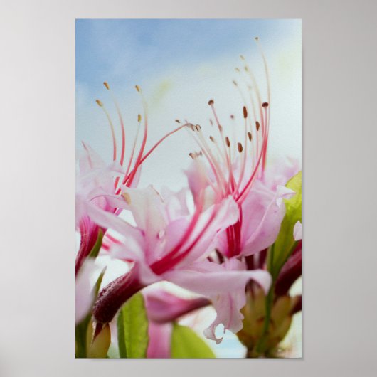 wilde azalea poster (Voorkant)